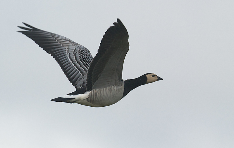 Hvitkinngås - Barnacle Goose (Branta leucopsis) .jpg
